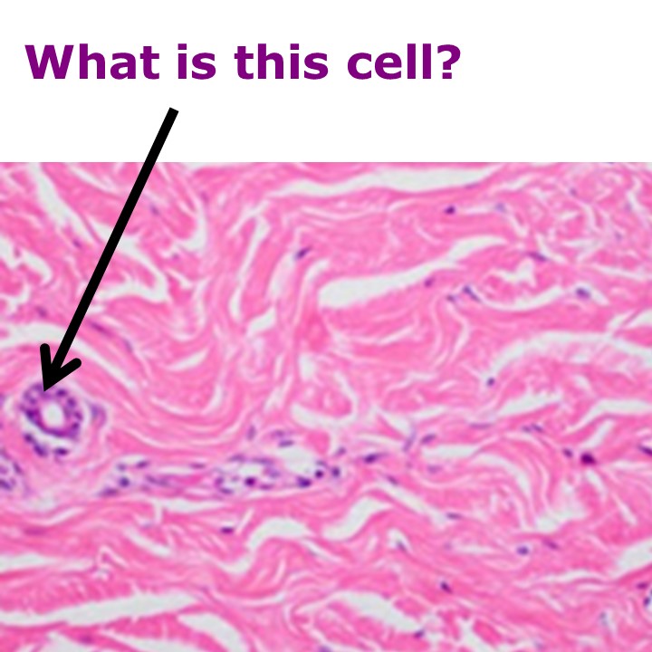 Level 15 - Histology Pictures - Human Anatomy I - Memrise