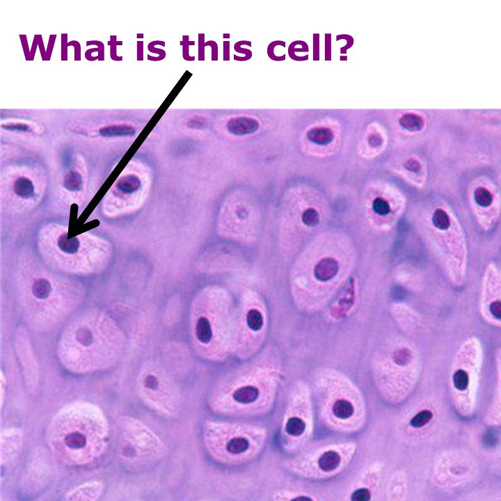 Level 15 Histology Pictures Human Anatomy I Memrise