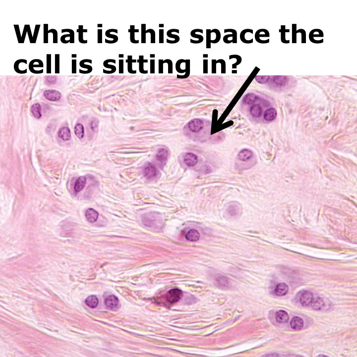 Lacuna Anatomy