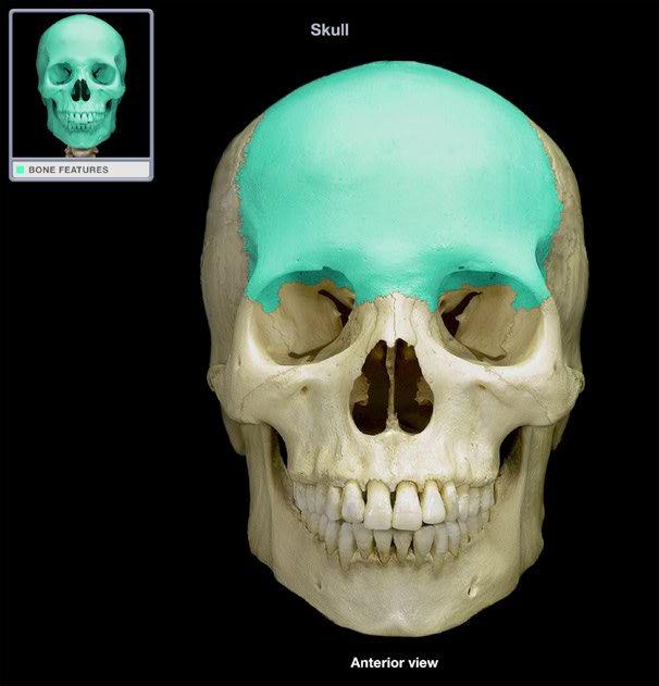 frontal bone