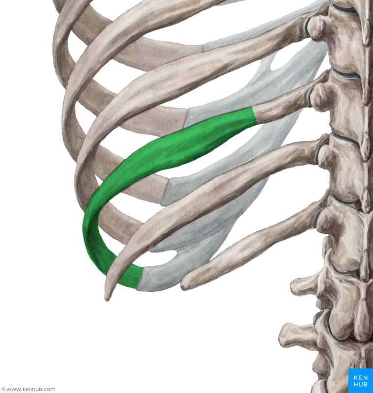 anatomy arcade skeletal system