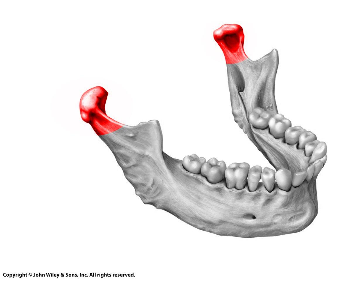 Level 2 - Skeletal Anatomy - Memrise