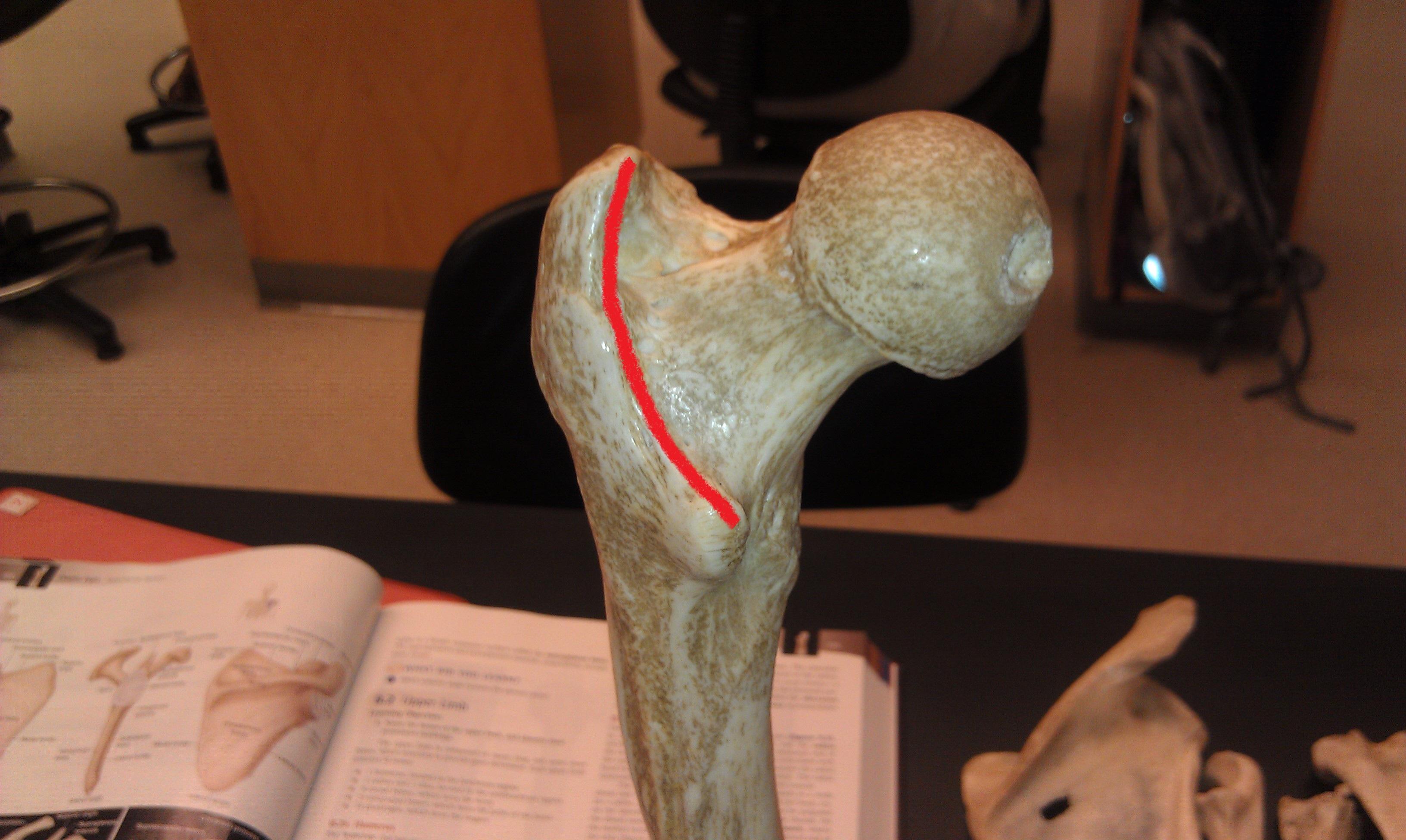 Level 7 - Skeletal Anatomy - Memrise