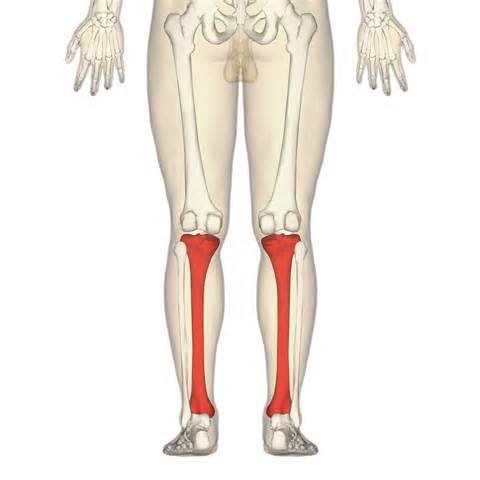 Level 8 - Skeletal Anatomy - Memrise