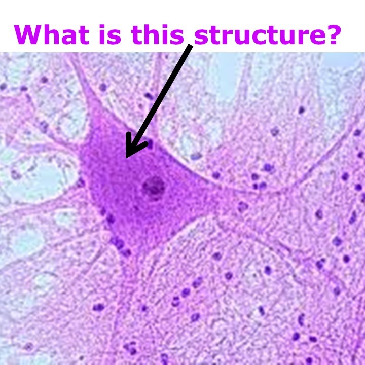 Level 15 - Histology Pictures - Human Anatomy I - Memrise