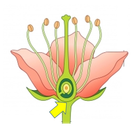 Level 2 Flower and Fruit Terms BIOL 304 Plant Taxonomy Memrise