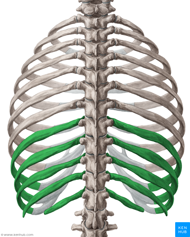 Level 9 Costal and Scapular Skeletal Anatomy Memrise
