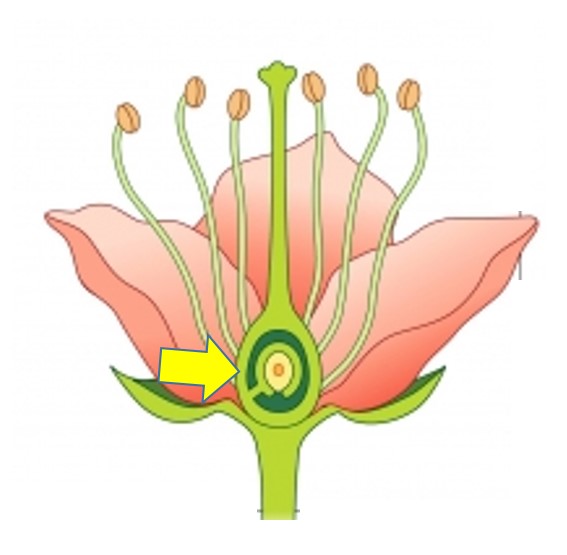 level-2-flower-and-fruit-terms-biol-304-plant-taxonomy-memrise