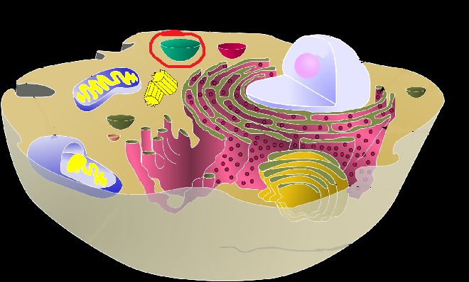 Level 8 - Célula Eucariota - (D) Anatomía - Memrise