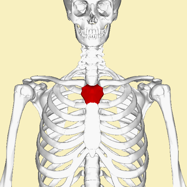 Level 18 - Human Anatomy I - Memrise