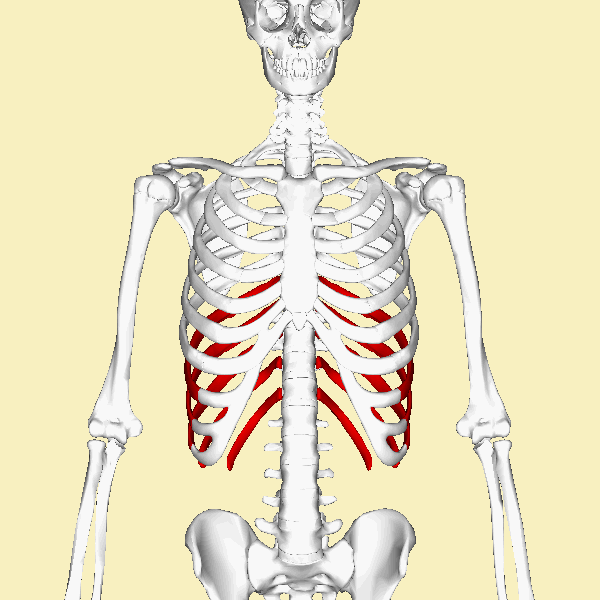 Level 18 - Human Anatomy I - Memrise