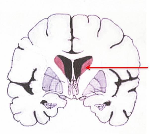 Level 2 - The Basal Ganglia - PS3822 Cognitive Neuroscience - Memrise