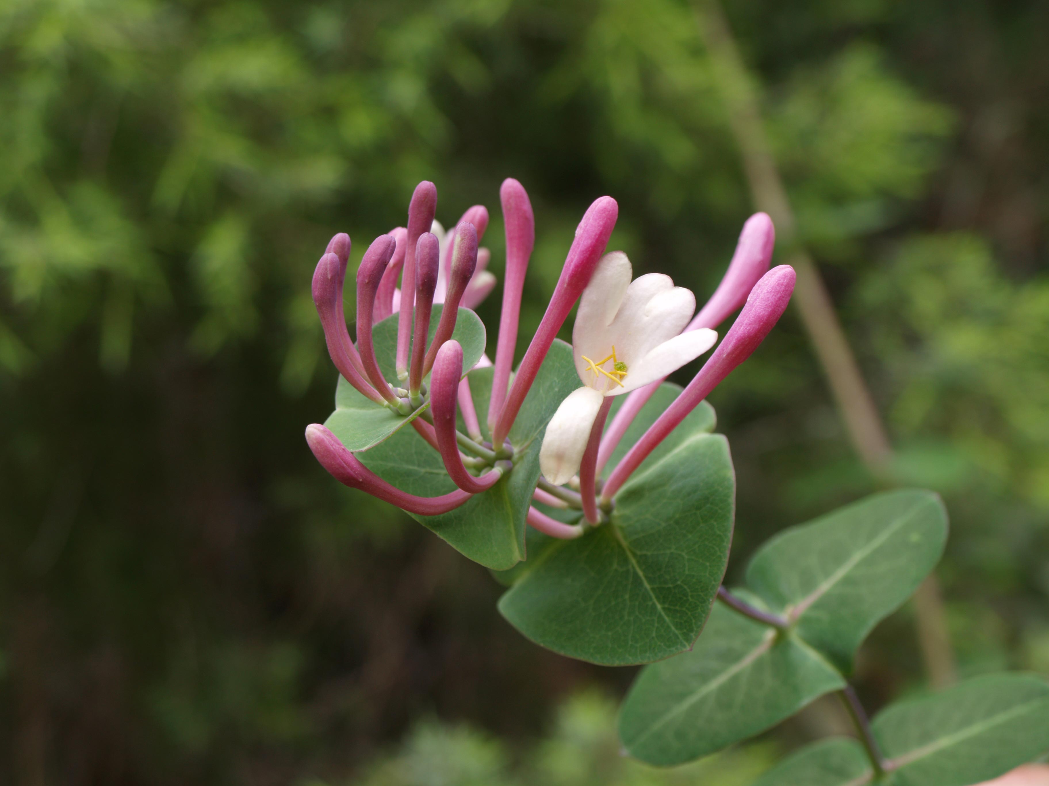 Lonicera implexa Aiton