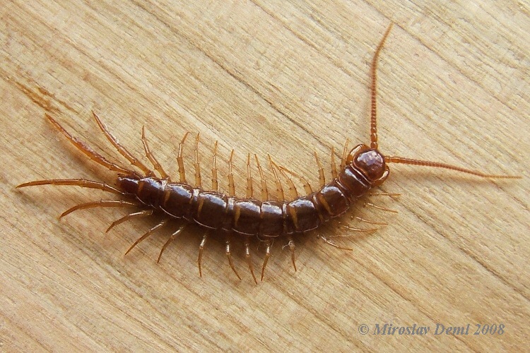 Level 1 - Poznávačka BiO živočichové - Memrise