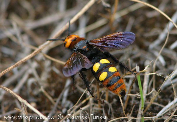 Level 6 - Poznávačka BiO živočichové - Memrise