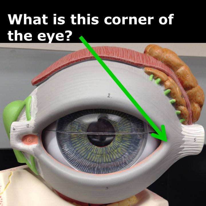 Level 44 - Eye Model - Human Anatomy I - Memrise