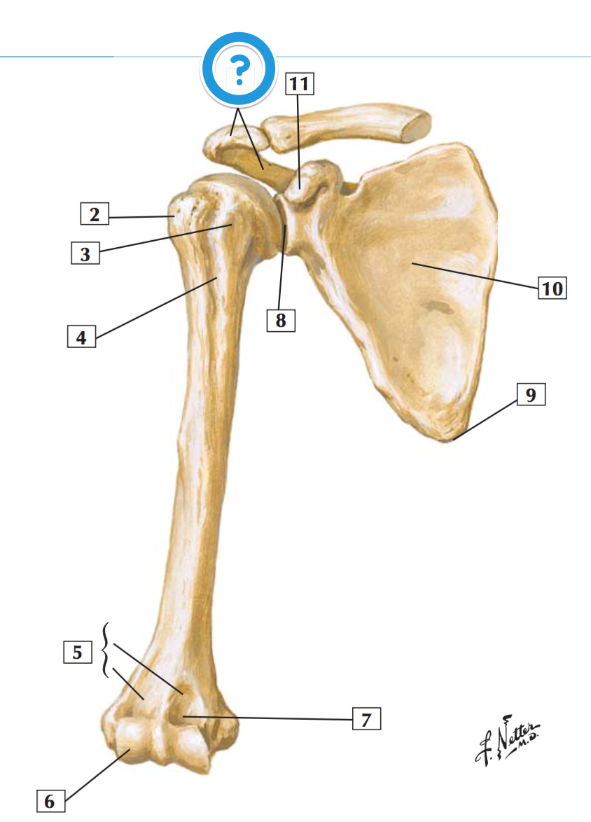 Level 7 - MBChB Anatomy (Dundee) - Memrise