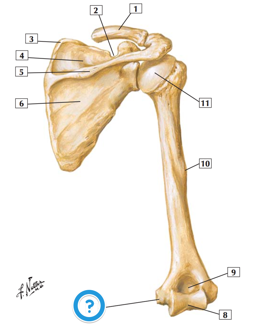 Кости лопатки анатомия