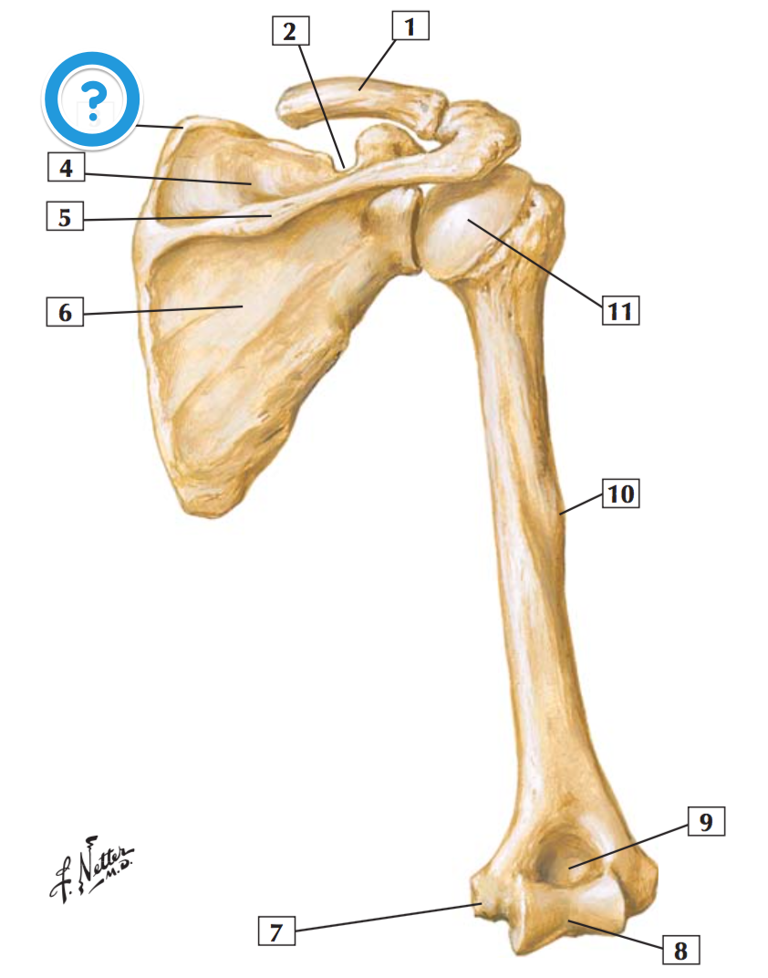 Суставы лопатки и ключицы. Humerus анатомия. Шейка плечевой кости анатомия. Ключица лопатка плечевая кость анатомия. Плечевой пояс лопатка ключица.