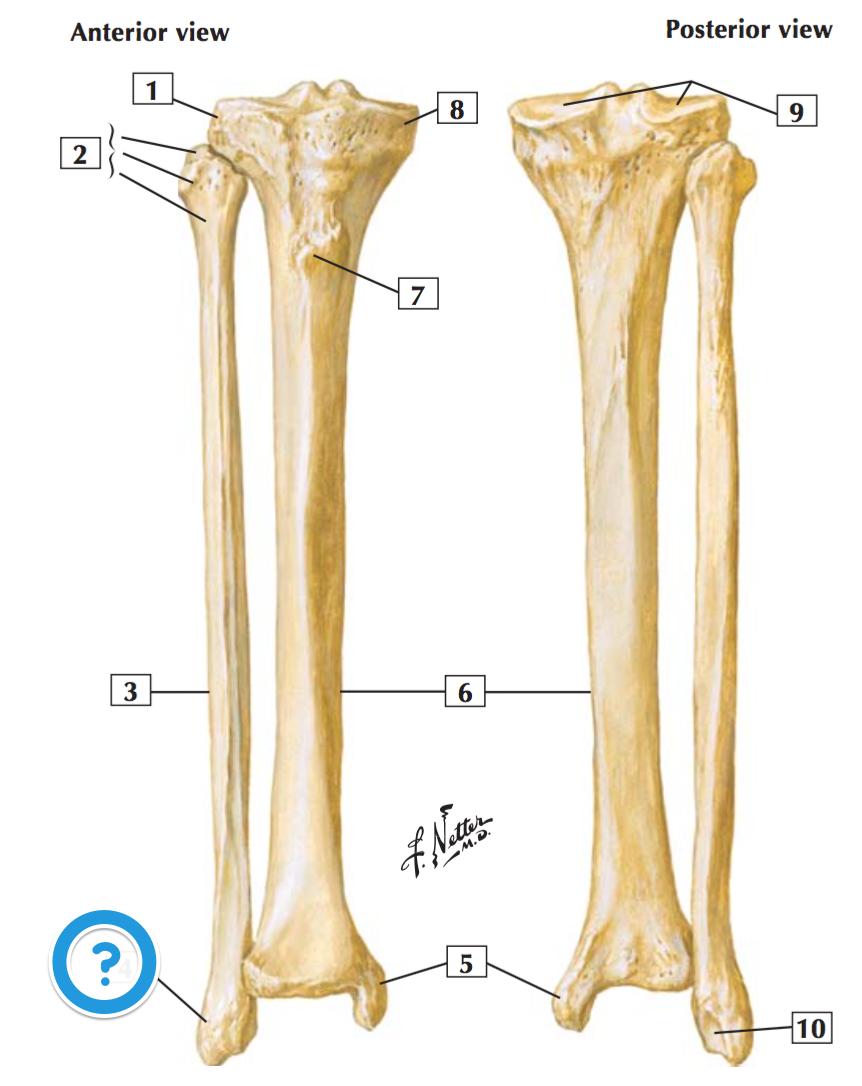 What Is The Lateral Malleolus