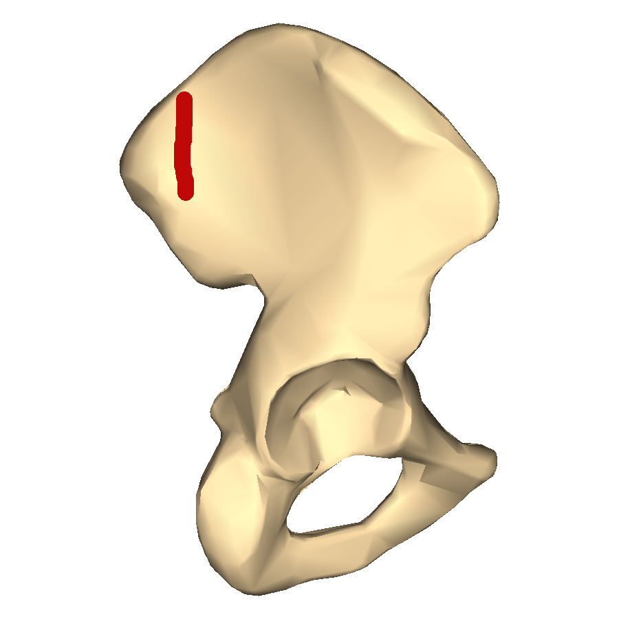 Level 2 - Hip bone - Pelvic Anatomy - Memrise