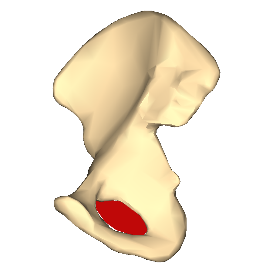 Level 2 Hip Bone Pelvic Anatomy Memrise 3281
