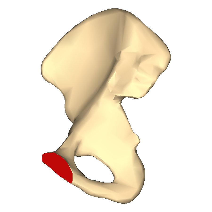 Level 2 - Hip bone - Pelvic Anatomy - Memrise