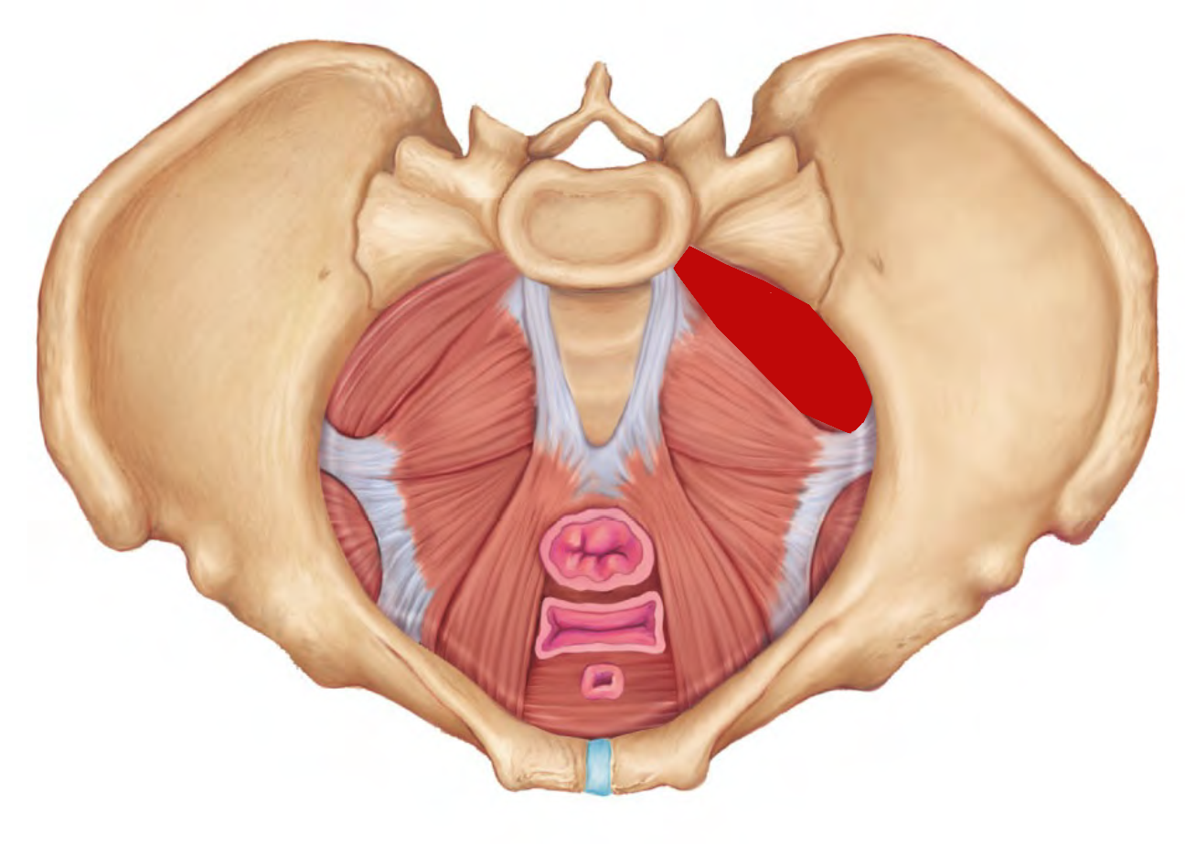 Анатомия тазового дна у женщин