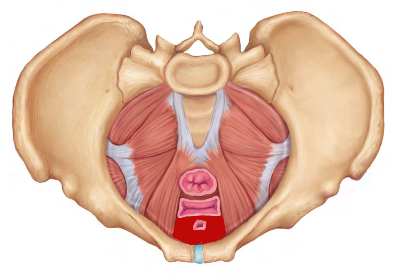 Level Pelvic Anatomy Memrise