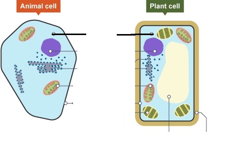 Level 2 - Cell structure - diagrams - Culford ISP biology - Memrise