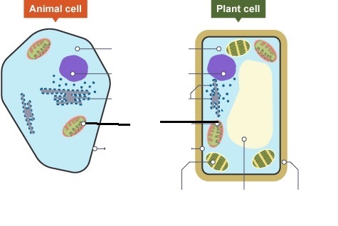 Level 2 - Cell structure - diagrams - Culford ISP biology - Memrise