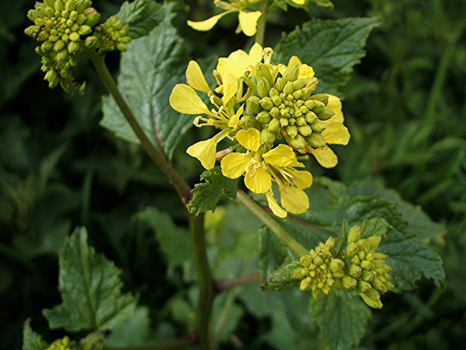 level-1-common-native-plants-of-britain-memrise