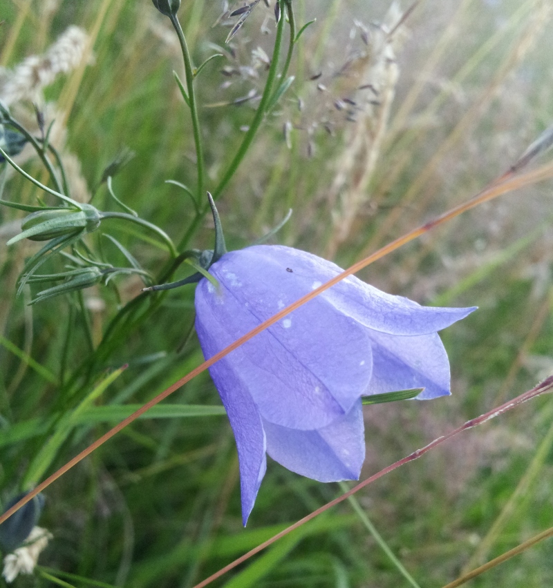 level-1-common-native-plants-of-britain-memrise