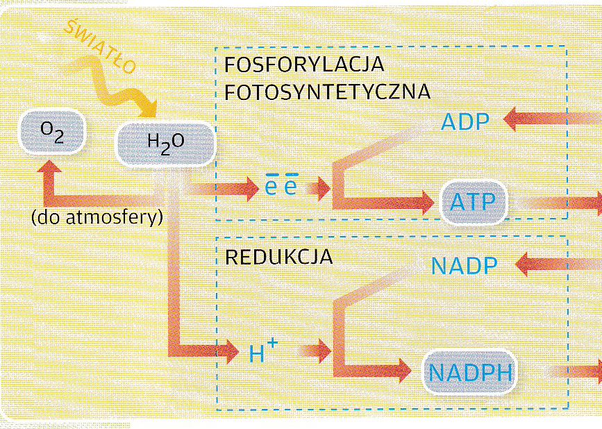 Faza Jasna I Ciemna Fotosyntezy Level 1 - Biologia 2 rozszerzona Operon - Memrise
