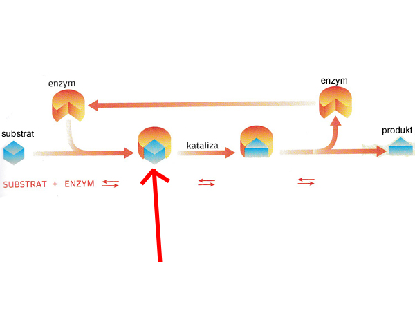 Level 1 Biologia 2 Rozszerzona Operon Memrise 8343