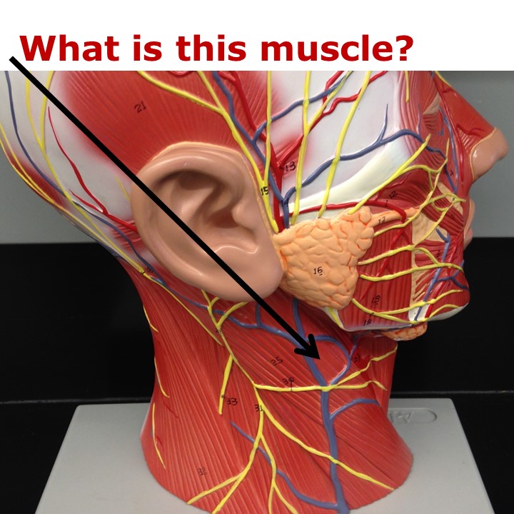 Level 29 - Human Anatomy I - Memrise