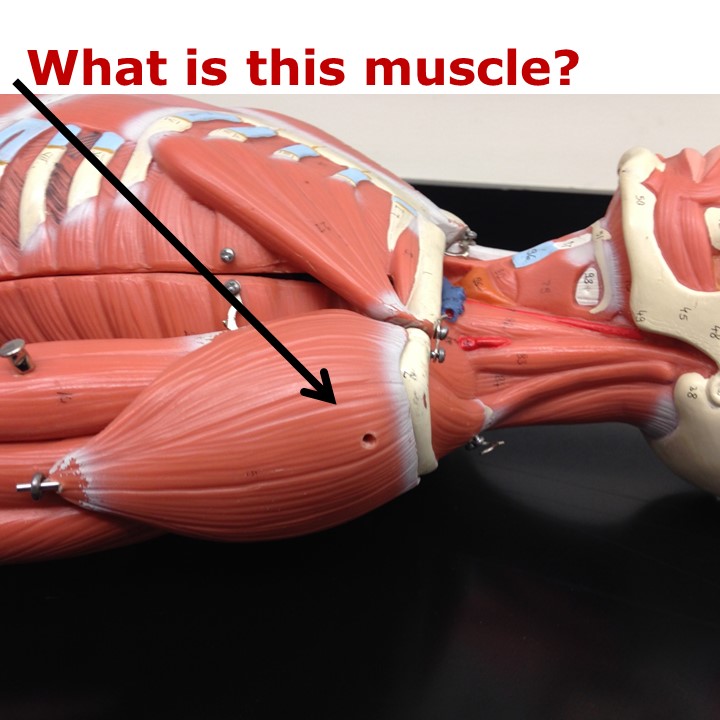 Level 29 - Human Anatomy I - Memrise