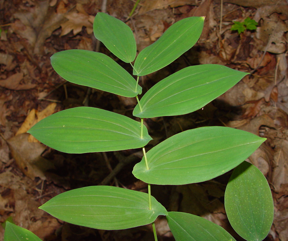 Level 1 BIOL 304 Plant Taxonomy Memrise