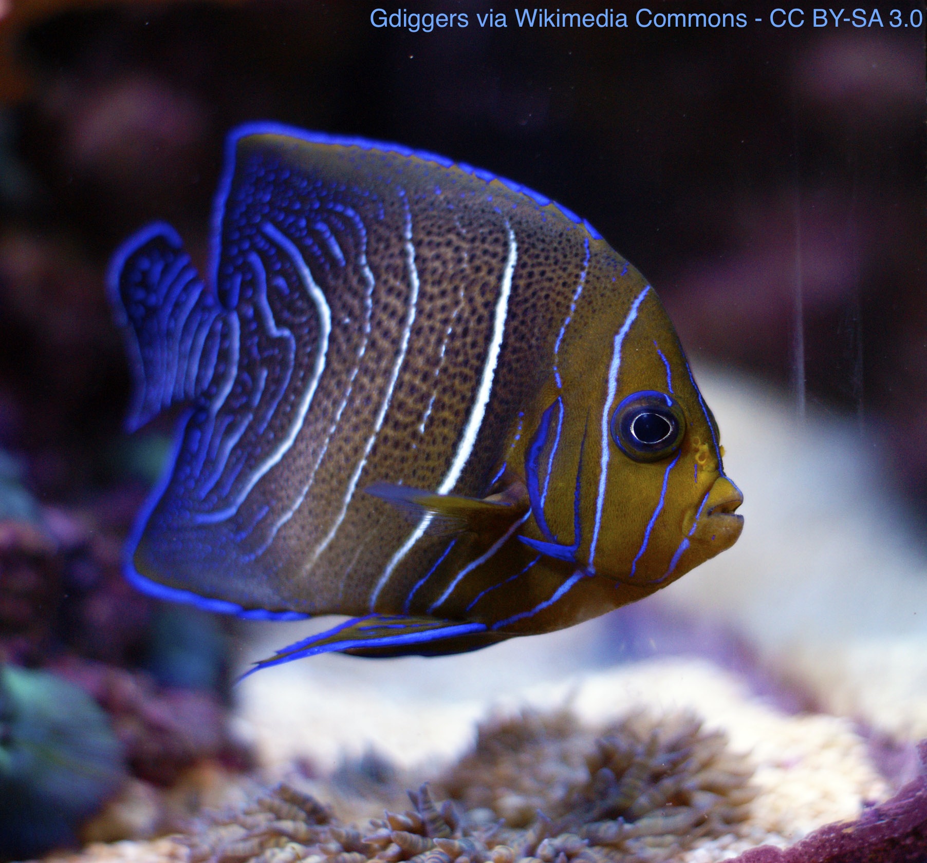 Level 16 - Angelfish (name them) - Tropical Coral Reef Fish Identifica ...