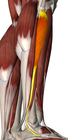 Level 3 - Anatomie Révision - Memrise