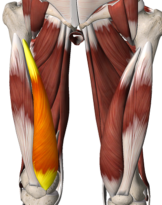 Level 3 - Anatomie Révision, anatomie, AMS, muscles, origines ...