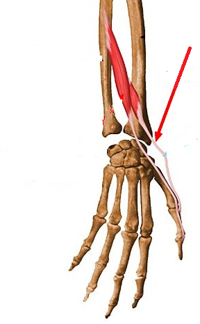 Level 5 - Anatomie Révision - Memrise