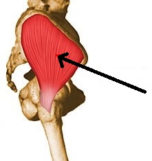 Level 6 - Anatomie Révision - Memrise