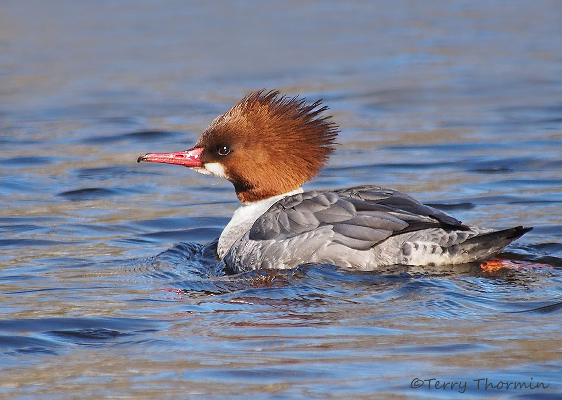 level-2-ducks-waterfowl-150-bird-species-found-in-eastern-canada