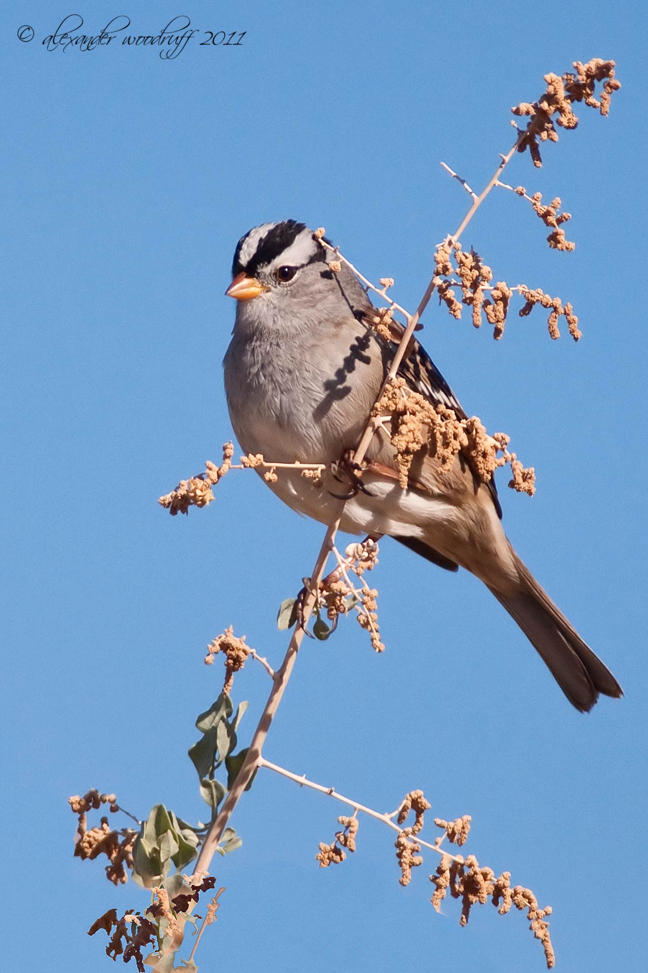 Level 1 - All Birds - 150 Bird Species Found in Eastern Canada - Memrise