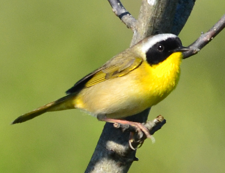 Level 4 - 150 Bird Species Found in Eas… - Memrise