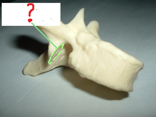 Level 3 - Anatomy and Physiology I - Memrise