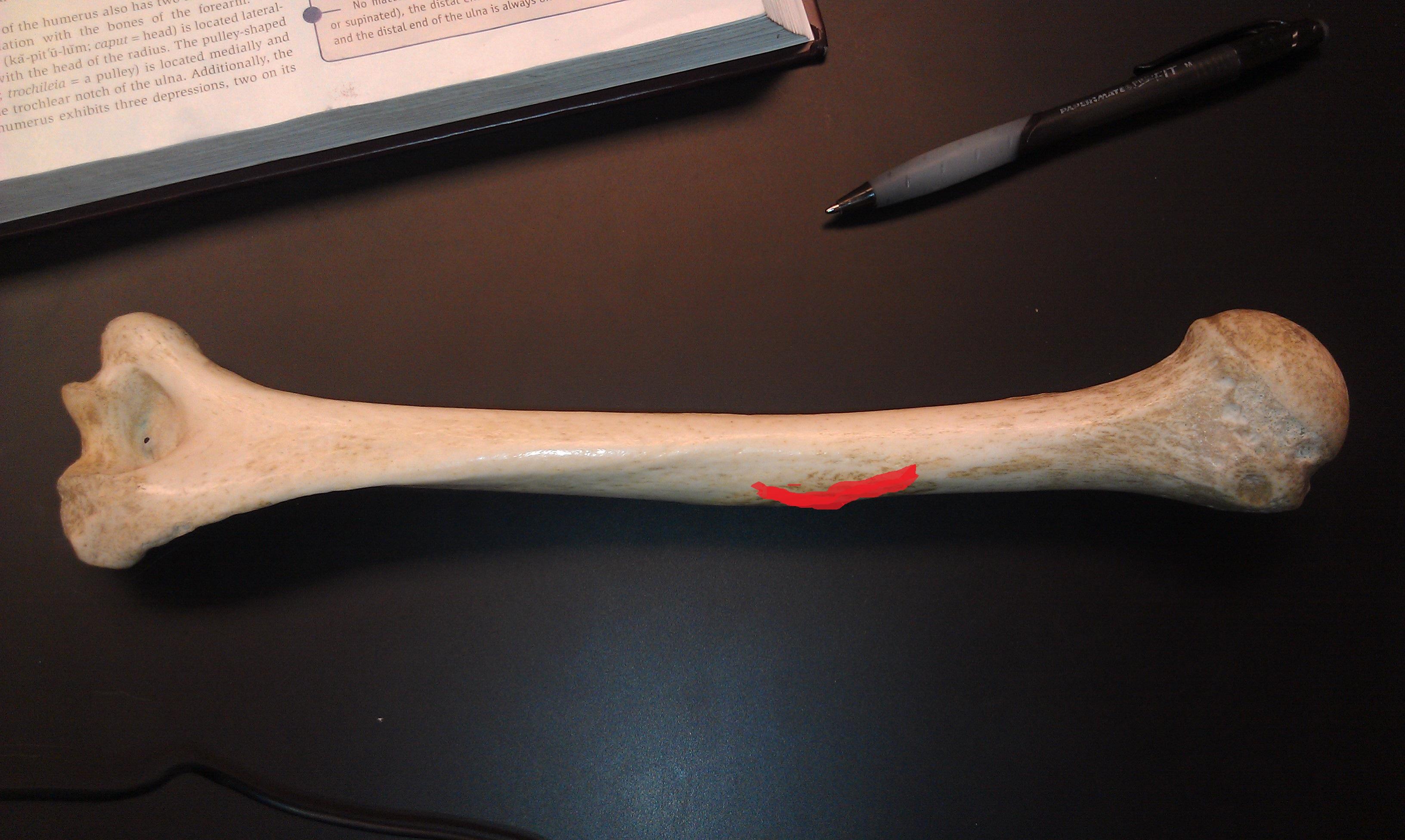 Level 4 Anatomy and Physiology I Memrise