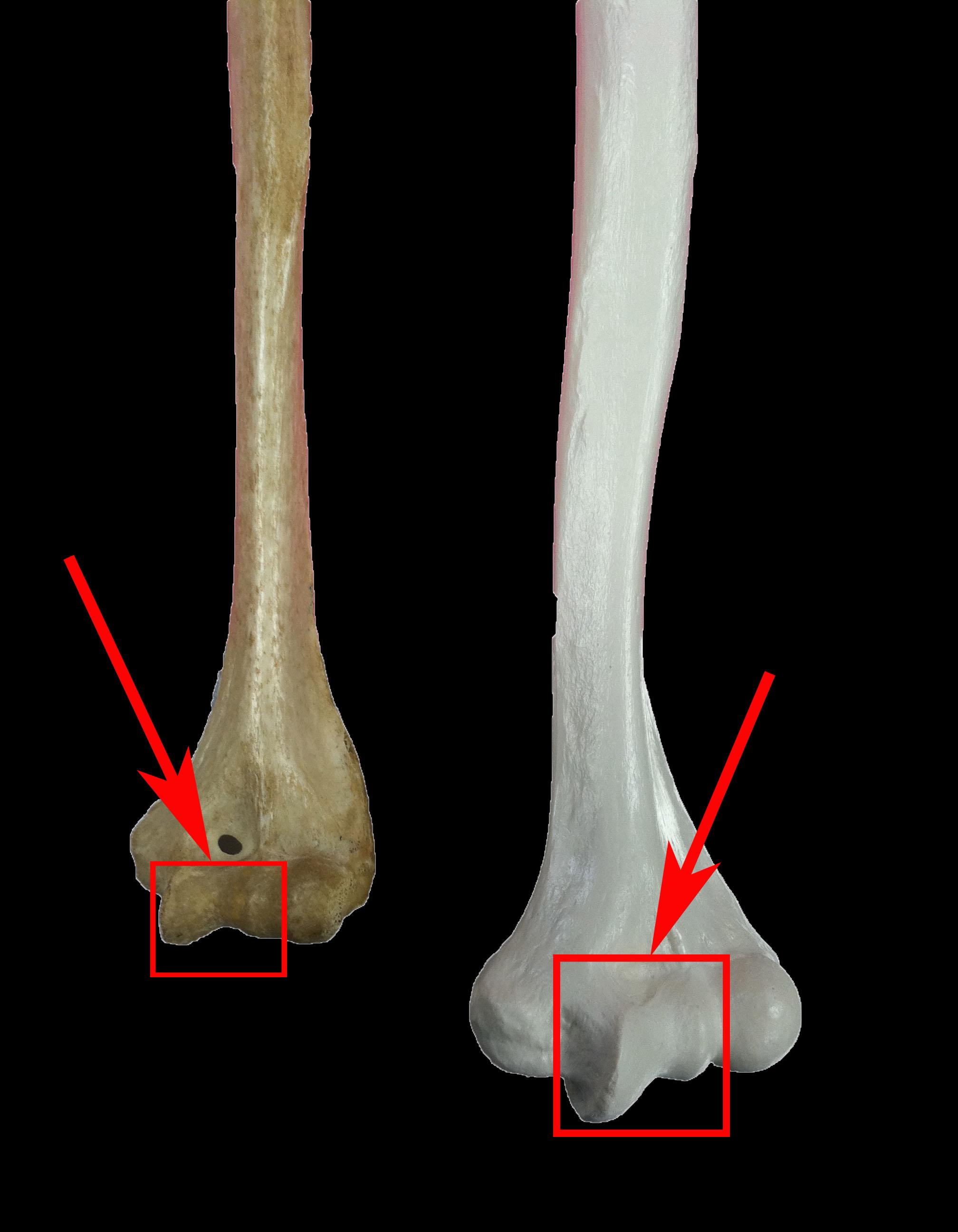 Level 4 - Anatomy and Physiology I - Memrise