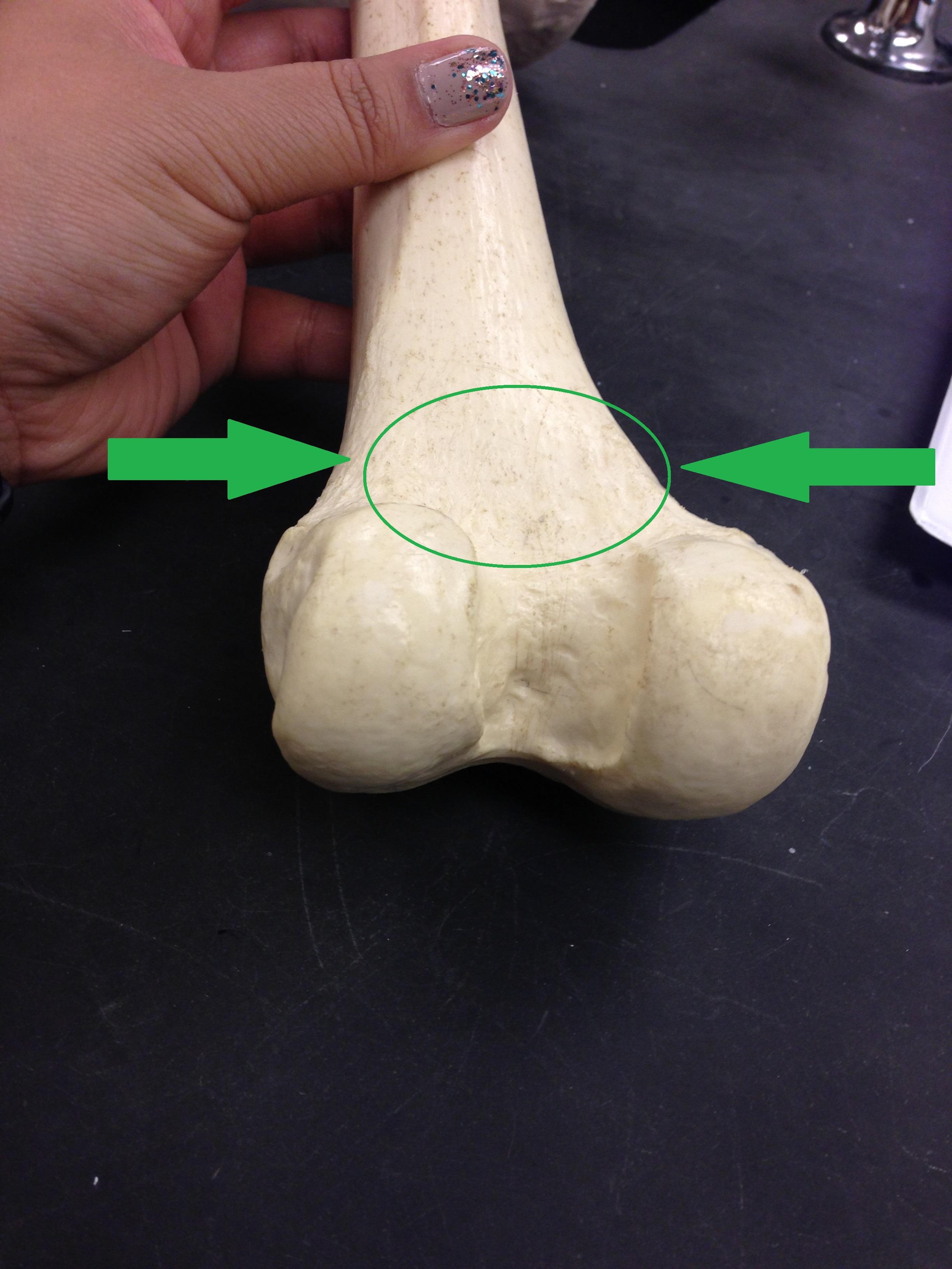 Level 5 - Anatomy and Physiology I - Memrise